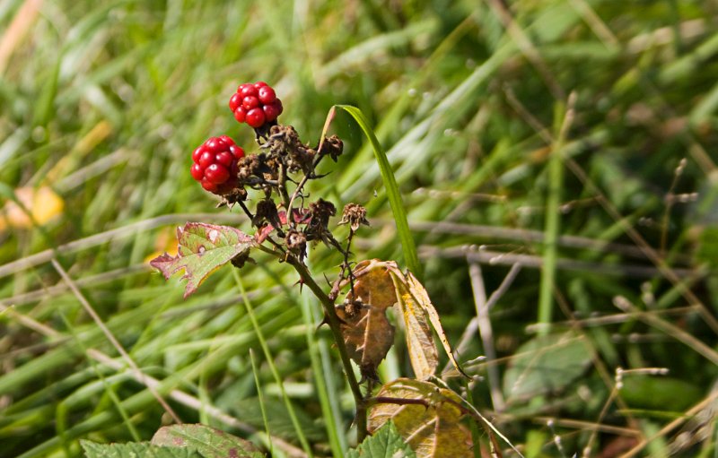 blackberries.jpg