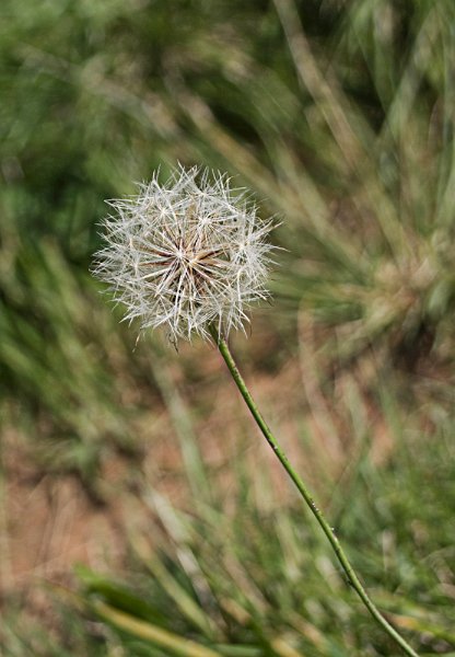 dandelion1.jpg