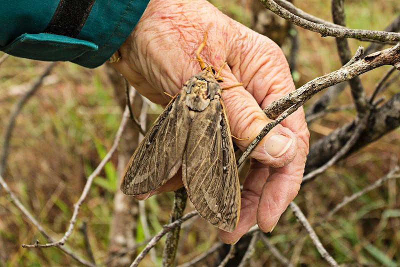 mothra1.jpg