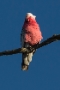 galah