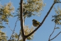 silvereye