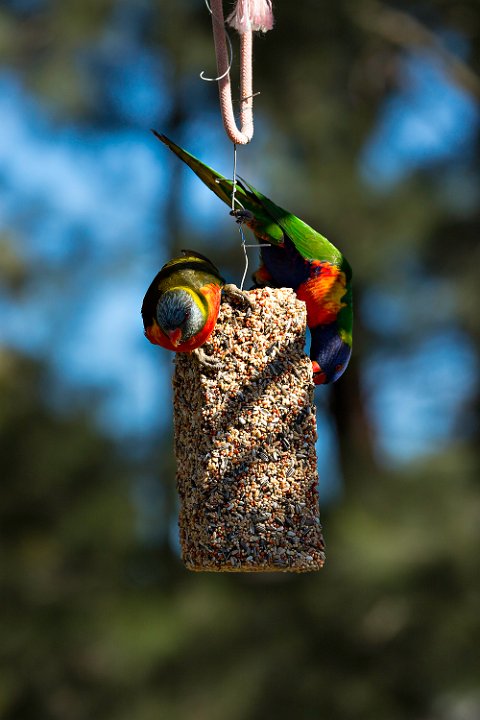 birdfeeder1