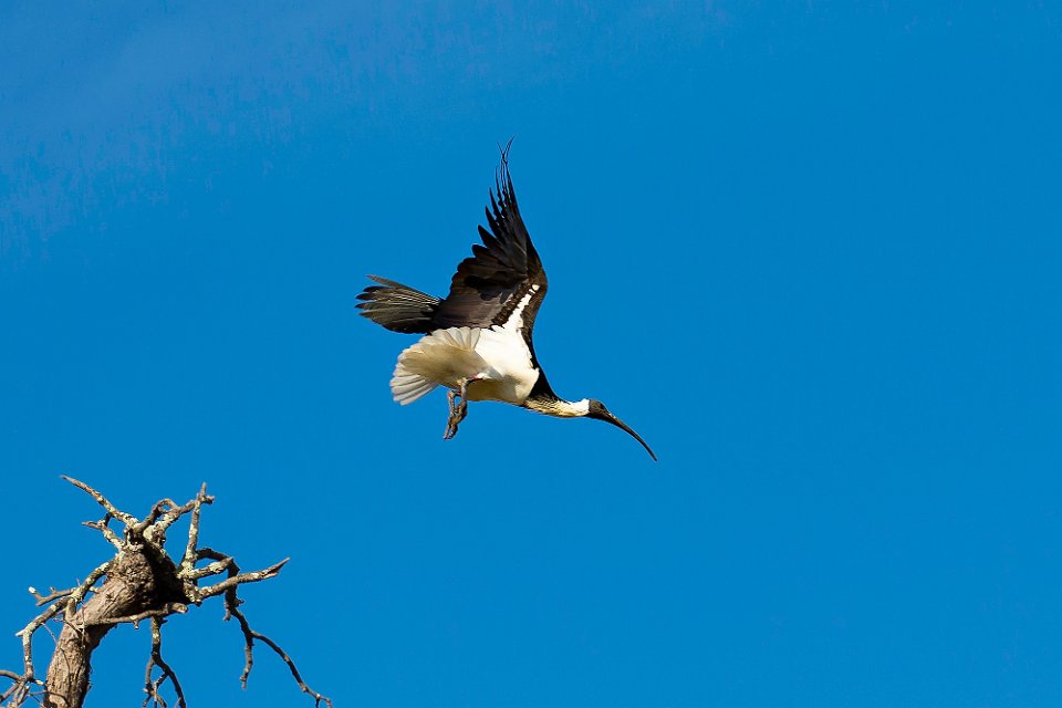 ibis