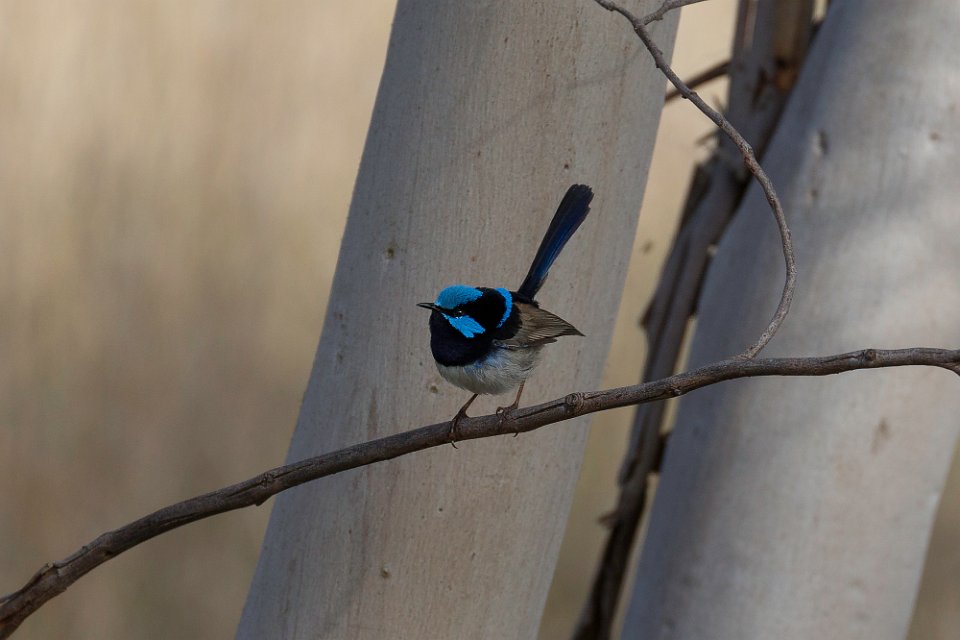 wren