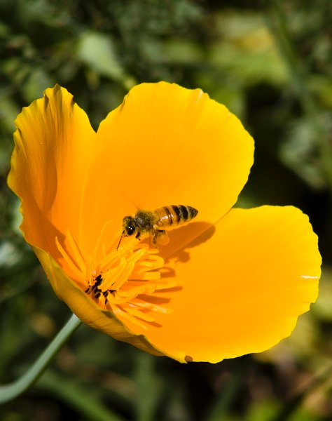 bee6.jpg