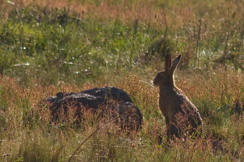 hare.jpg