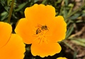 bee1