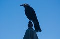 currawong