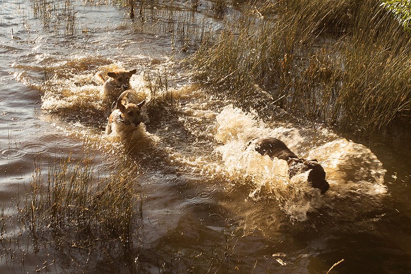 waterdogs.jpg