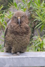 kea