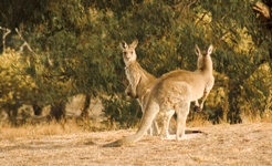 more roos again